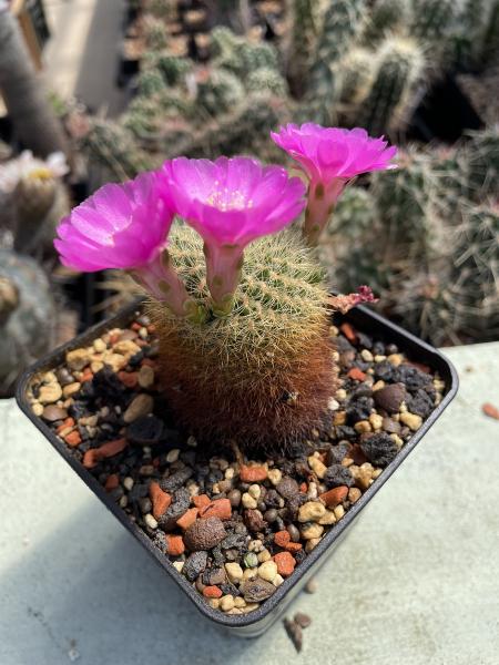 Rebutia violett